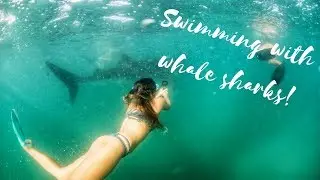 Swimming with Whale Sharks | La Paz