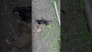 Игры ягуаров в Подмосковном сафари-парке #сафарипарк #забавныеживотные #jaguar #ягуар