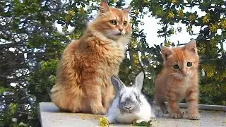 Lula, Solnushko  and Little Bunny Лула,  Солнышко и Беленький крольчонок