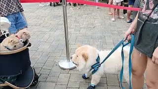 Walking To Pets Day Out View Near Entrance & At Entrance Big Fluffy Dog Meeting Two Cats On Stroller