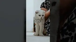 Cats... The 5 best cats to own!
