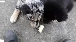 Brother pups share a banana snack. So sweet!