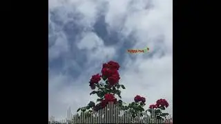 И любовь и сон, я тебя найду / музыка любовь🥀