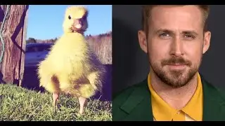 The Bored Game - Ryan Gosling or a Gosling