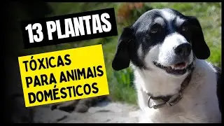 13 PLANTAS TÓXICAS para animais domésticos