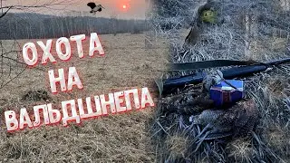Охота на вальдшнепа | Вальдшнеп на вечерней тяге