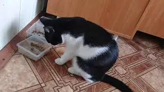 Такая вкусная еда,что даже вилка не нужна ! А чтобы не испачкать рот,и коготочки пошли в ход !