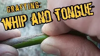 Whip and Tongue Grafting | An Introduction