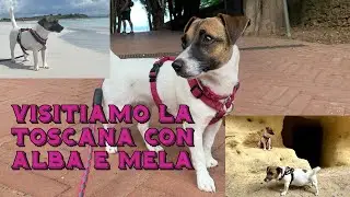 UNA VACANZA IN TOSCANA CON LE MIE JACK RUSSELL: ALBA E MELA