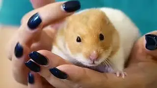 10 вещей, которые не нравятся хомякам