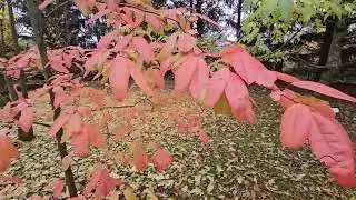 Oxydendrum arboreum kysloun stromový