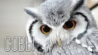 Owls: Flying 