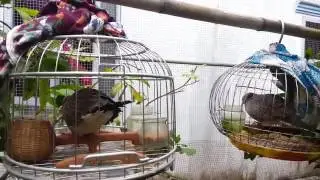 cu gu