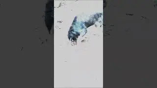 Жизнь наших хвостиков!🐾 #приют_для_собак #спб #красносельскийрайон
