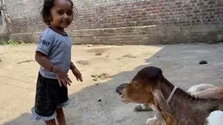 Gir Little And beautiful caw with little girl