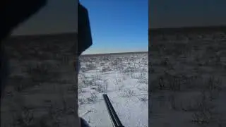 On the trail of a mature wolf. Wolf hunting! 