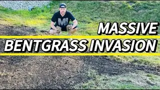 Spreading Creeping Bentgrass Problem | How to ID and Renovate #creepingbentgrass