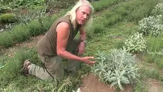 Big Medicine White Sage (Salvia apiana)