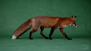 Fox Walking – Free Green Screen Loop VFX