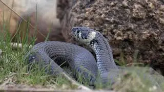4k | 4k snake video | 4k video