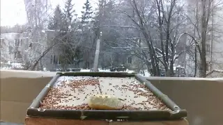 Bird feederwatch cam. Russia