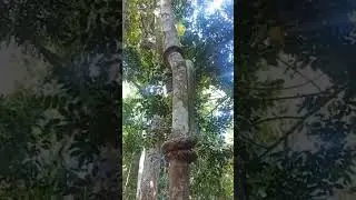 Paythone on tree