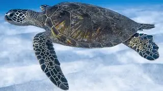 Животный мир