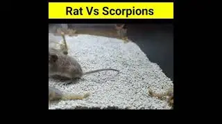 Rat Vs Scorpions Battle #Shorts