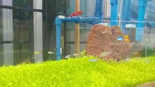 75 gallon planted tank new fish added