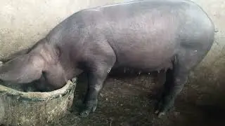 INAHIN BABOY@baboyabf4046 @iQIYIPhilippines #baboy 