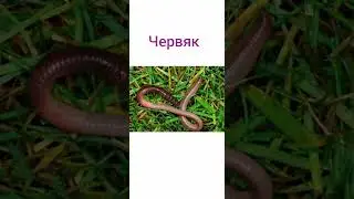 #fishing #рыба #мем