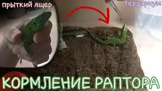 Кормлю РАПТОРА / Кормление ящерицы и обзор террариума