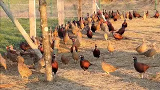 ФАЗАНЫ. приятно позалипать 😉😉😉 