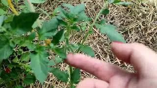Отстающие томаты .Кому полегчало, а кому не очень.