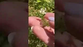 Про спирею 