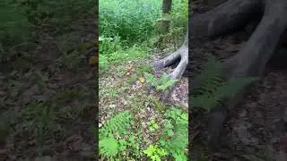 Сгоняли на разведку но безрезультатно, зато грибов два пакета набрали. #грибы #лес #природа