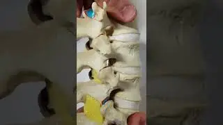 Позвоночник