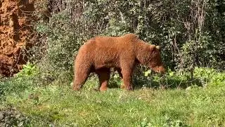 paseo por el recinto de OSOS de CABÁRCENO en la Visita Salvaje