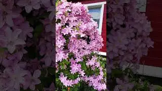 Ну нельзя быть красивой такой! #шортс #дача #garden #сад #цветы #spring #flowers