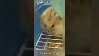 Злой хомяк Хома