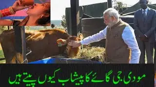 مودی مردودکانیا رازفاش || مرار جی ڈیسائی  اور پیشاب ||#pakistan #india #indiapakistanwar #attacknews