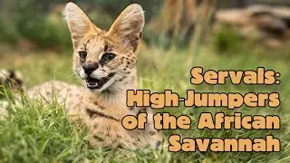 Servals: High-Jumpers of the African Savannah Animal Science for Kids