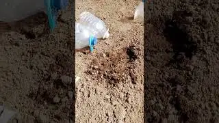 сажаем огурчики.