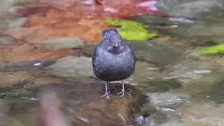 A (not so skinny) dipper