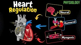 Regulation of the Heartbeat (The VISUAL Guide)