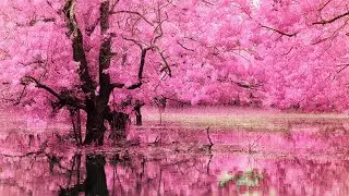 Relaxing Piano Music, Beautiful Piano, Calm Piano, Soothing Piano, Nature Sounds