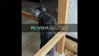 маленький катенок акробат