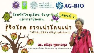 รู้จักโรค รากเน่า โคนเน่า : ไฟทอปธอรา (Phytophthora)