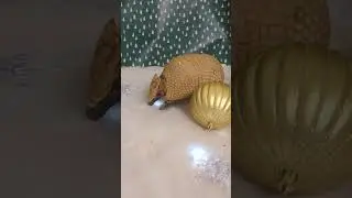 It's The Holiday Armadillo