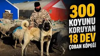 18 GIANT SHEPHERDING DOGS PROTECTING 300 SHEEP